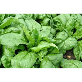 Spinach (33)-7423335-20895.webp